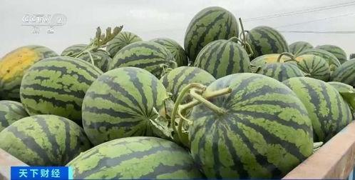 网曝全国各地吃瓜视频,各地特色吃瓜视频盘点