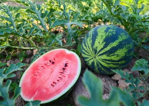 大众吃瓜网,大众吃瓜网带你领略明星幕后故事