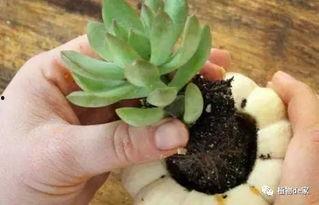 吃瓜网多肉小野猫,吃瓜网上的绿植达人