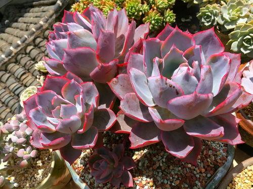 吃瓜网多肉小野猫,吃瓜网上的绿植达人