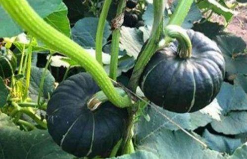 抖音网红八卦吃瓜图片,揭秘吃瓜图片背后的真相