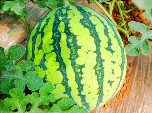 东北网红团队吃瓜,一场美食与娱乐的盛宴