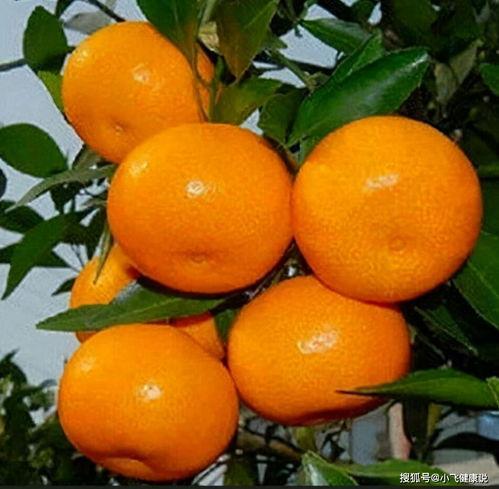 网红程女士吃瓜,揭秘网红圈幕后故事