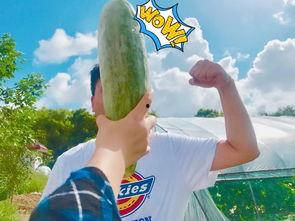 网红游戏吃瓜群众叫什么,揭秘网红游戏“吃瓜群众”背后的趣味与热度