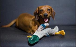 狗可以吃网瓜吗会死吗,食用后可能导致致命后果