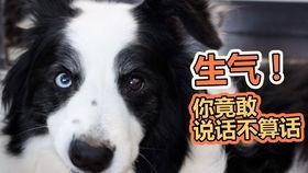 狗可以吃网瓜吗会死吗,食用后可能导致致命后果