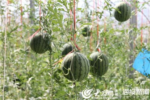 滨州吃瓜网红事件视频