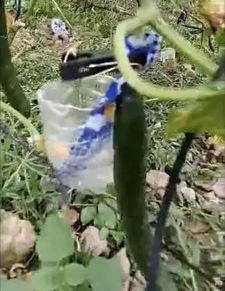 滨州吃瓜网红事件视频