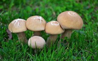 17吃瓜官网蘑菇屋,17吃瓜官网揭秘网红田园生活