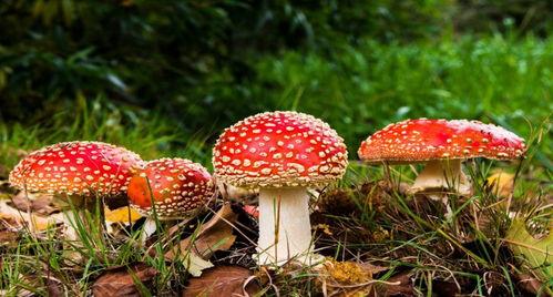 17吃瓜官网蘑菇屋,17吃瓜官网揭秘网红田园生活