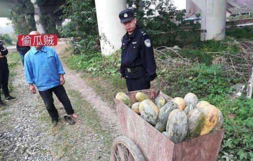 礼县网红吃瓜事件始末视频,一场网络狂欢背后的真相与反思