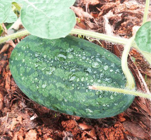 俄罗斯搜索吃瓜网,揭秘网络舆论场上的热点追踪