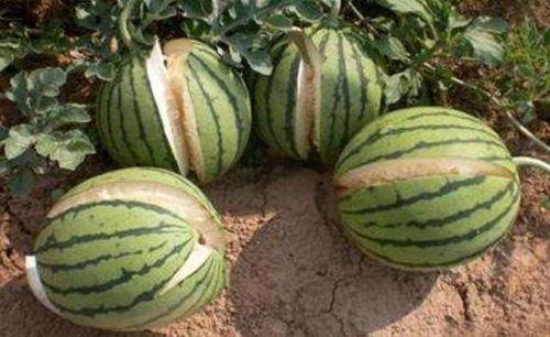 三水区网红吃瓜事件真相