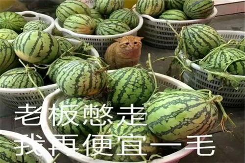 威海吃瓜网红有哪些人啊,威海网红吃瓜达人盘点