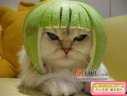 911吃瓜爆料官网小僵尸柚子猫,小僵尸柚子猫背后的故事