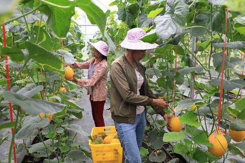 吃网红的瓜犯法吗