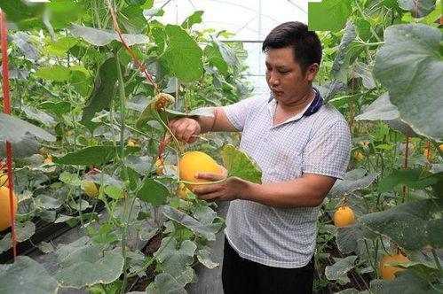 吃网红的瓜犯法吗