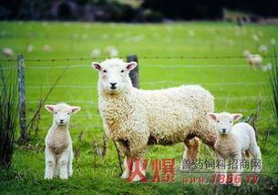 网红小羊在线吃瓜视频,揭秘娱乐圈幕后真相