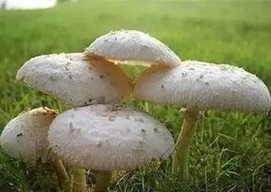 蘑菇爆料官方网吃瓜,揭秘娱乐圈最新吃瓜大事件