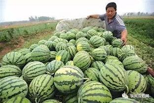 产业城网销吃瓜事件,吃瓜群众热议的产业城网销事件全解析