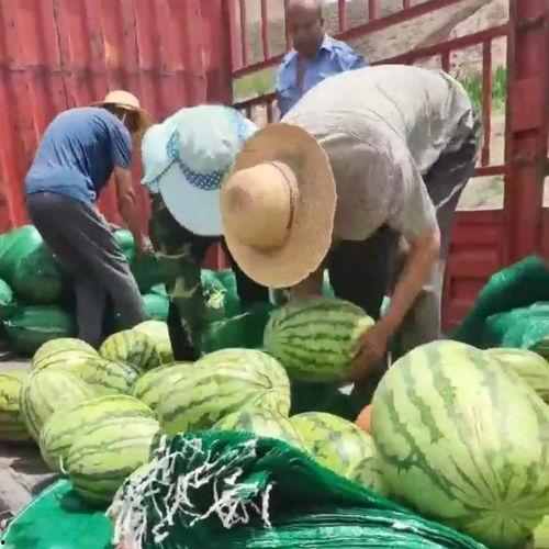 甘肃网红吃瓜事件真相,揭秘背后的真相与争议