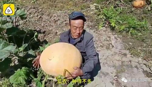 礼县吃瓜网红是谁啊最新消息,揭秘幕后真相与最新进展！”