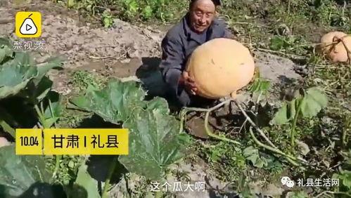 礼县吃瓜网红是谁啊最新消息,揭秘幕后真相与最新进展！”