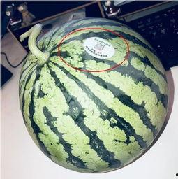 推特吃瓜网红叫什么来着,揭秘网络红人的神秘面纱”