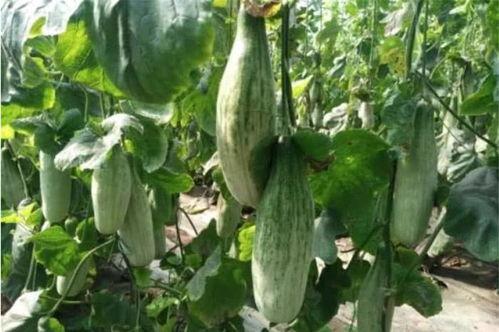 梵梵吃瓜网红,揭秘网红背后的瓜田生活