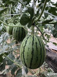 陇南吃瓜网红,带你领略当地美食风情