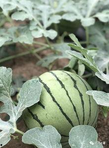 陇南吃瓜网红,带你领略当地美食风情