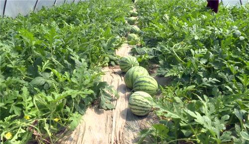 吃瓜网红最近消息视频