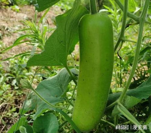 网红吃瓠子瓜是真的吗,真相揭秘还是炒作？