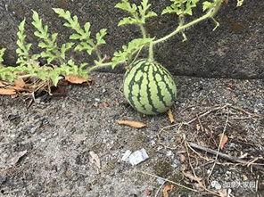 a网红吃瓜,一场吃瓜盛宴背后的真相与反思