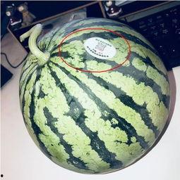 网红吃瓜链接,热门事件背后的真相与内幕