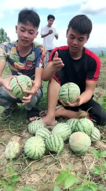 网红农村吃自己瓜,网红农村自食其瓜，体验田园生活魅力
