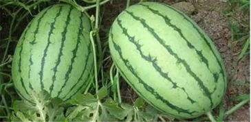 沭阳网红吃瓜事件,一场网络舆论的风暴与反思