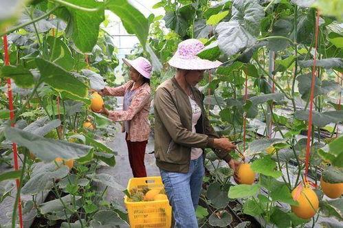 网红瓜都是谁吃的啊图片,揭秘网红瓜背后的神秘食客