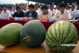 安徽网红地下室吃瓜