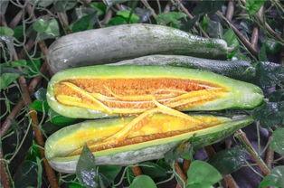 四川网红吃瓜,揭秘网络红人的幕后故事